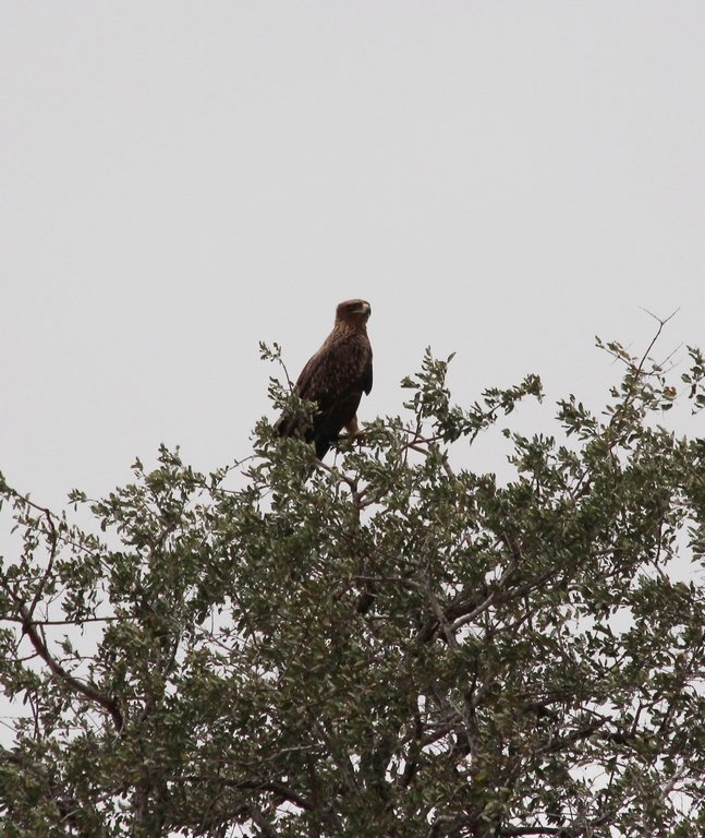 Kruger - Afrique du Sud - Août 2018 (220) (Copier).JPG
