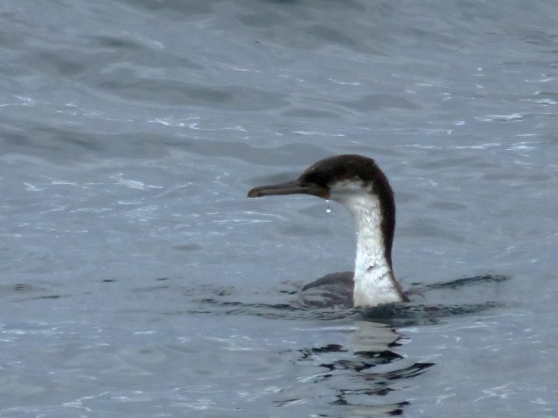 Cormoran IMG_0531.jpg