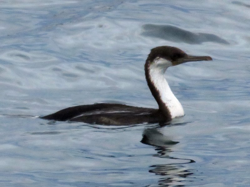 Cormoran impérial  IMG_0537.jpg