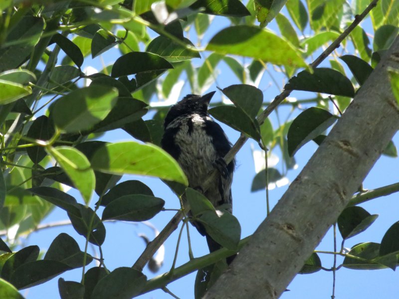 b vacher IMG_1429.jpg