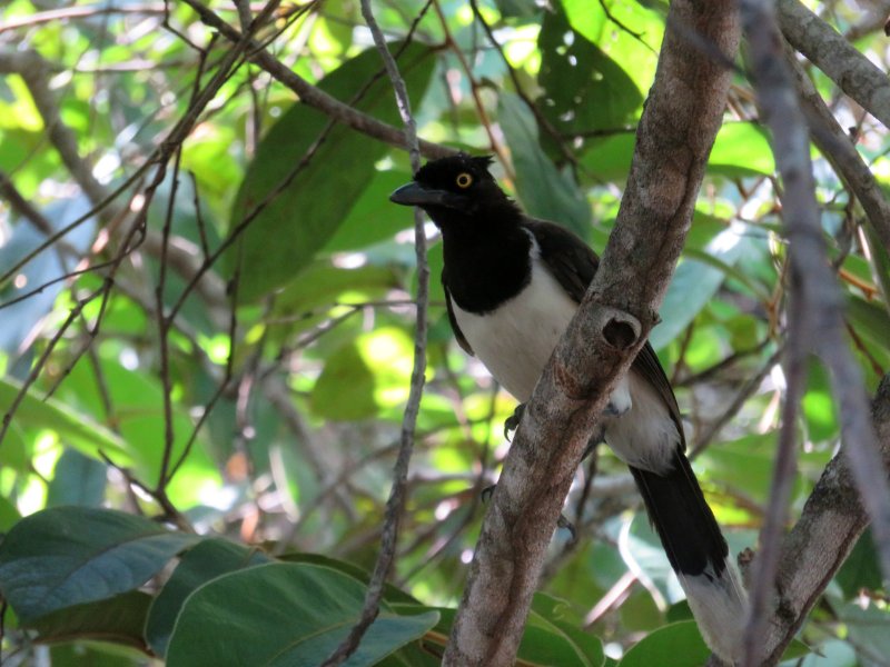 Geai IMG_0287  .jpg