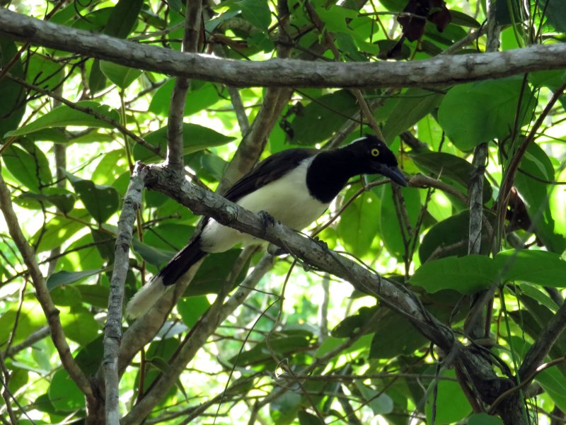 Geai IMG_0290.jpg