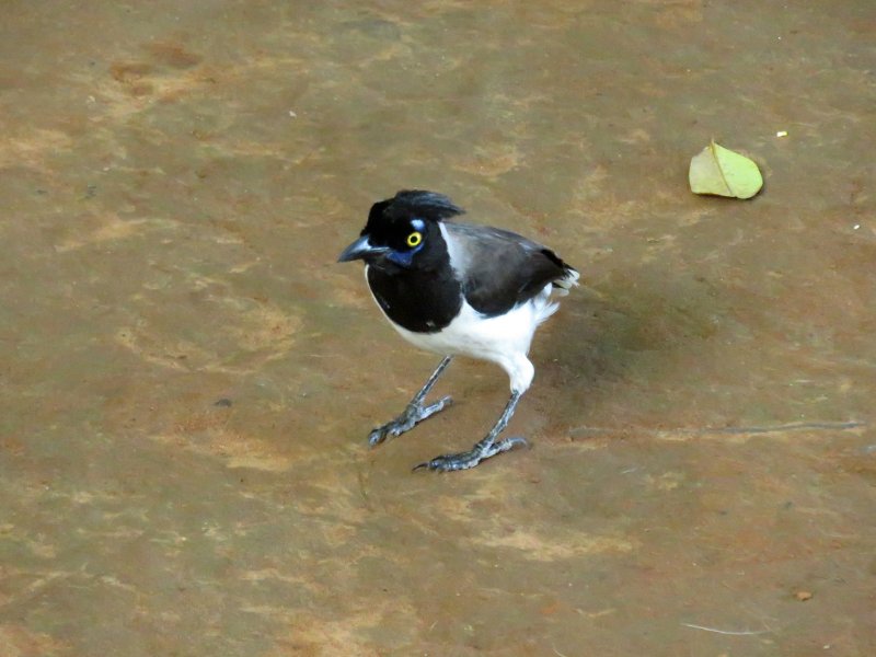 Geai acahé IMG_0708.jpg