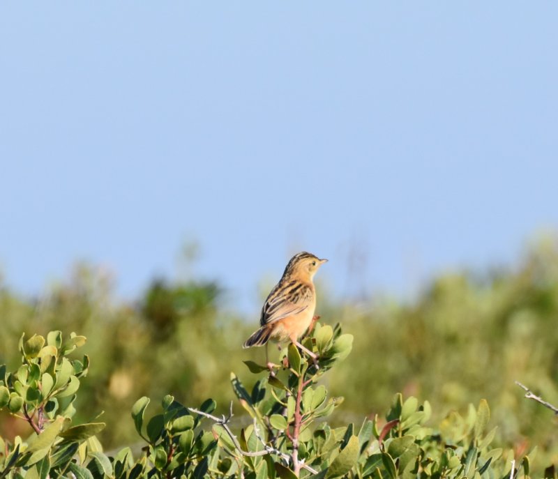 FJO_0212_cropped.jpg