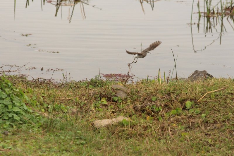 Kruger Park - Zuid Afrika - Augustus 2018 (1).JPG