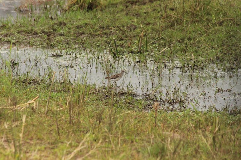 Kruger Park - Zuid Afrika - Augustus 2018 (2).JPG