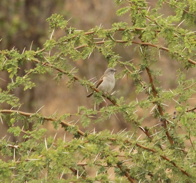 Gryskopmossie - Kruger Park - Zuid Afrika - Augustus 2018 (1).JPG