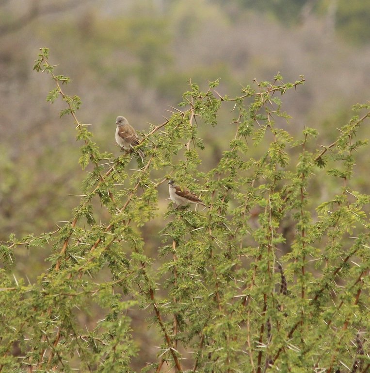 Gryskopmossie - Kruger Park - Zuid Afrika - Augustus 2018 (2) (Copier).JPG