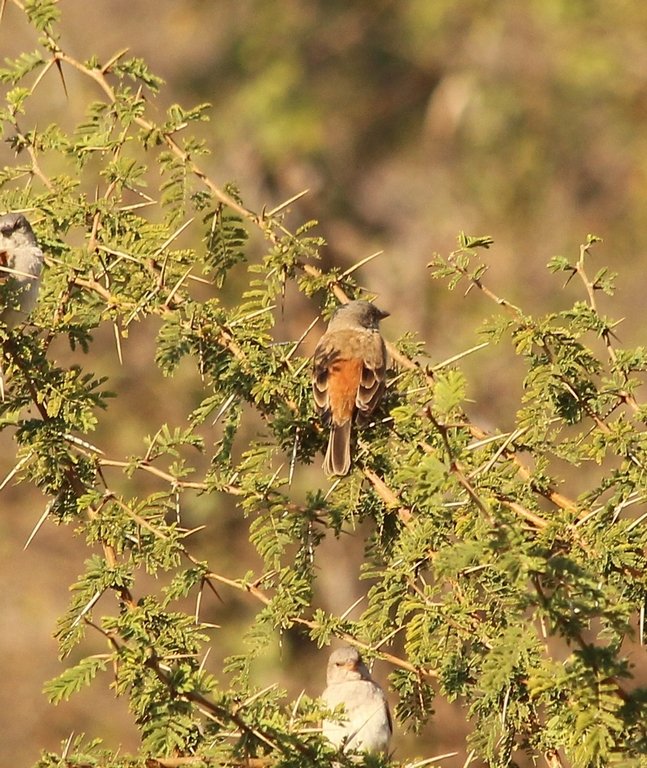 Gryskopmossie - Kruger Park - Zuid Afrika - Augustus 2018 (3) (Copier).JPG