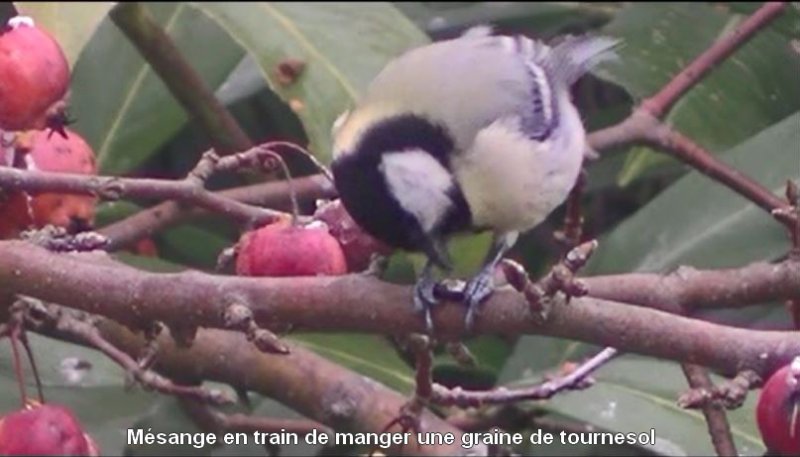 Mésange.JPG