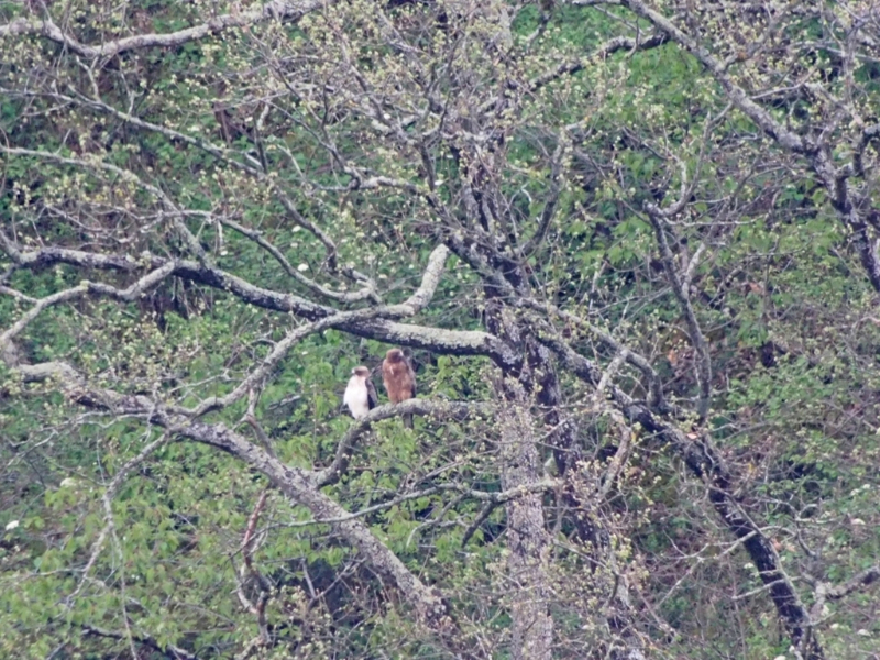 P4180051A.jpg