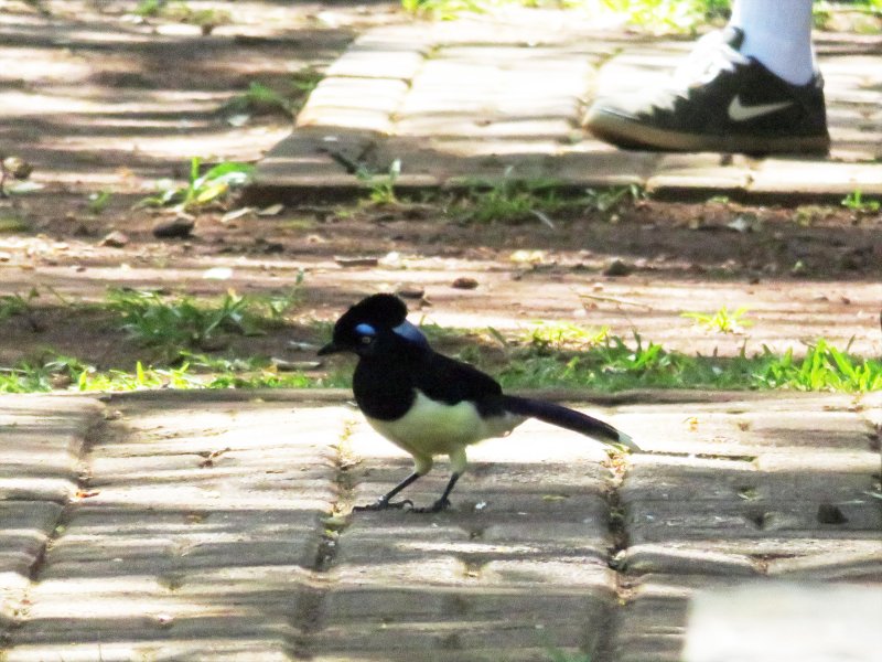 Geai acahé IMG_1511.jpg