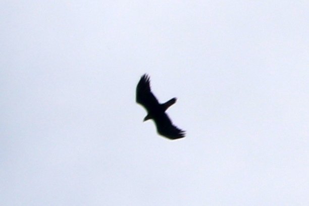 IMG_0585.JPG