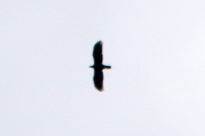 IMG_0592.JPG