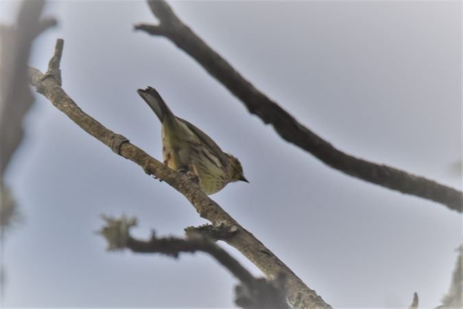 NIF_3091.JPG