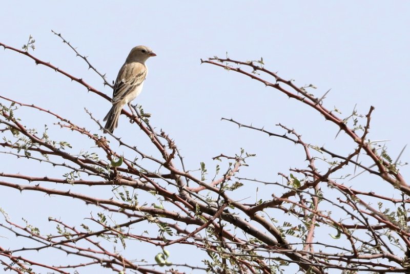 3X1A2322 Serin à croupion blanc  Serinus leucopigius -.jpg