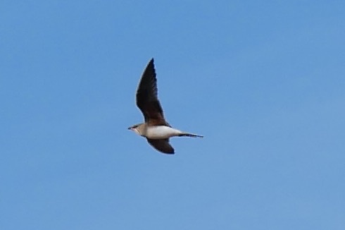 IMG_4228.JPG