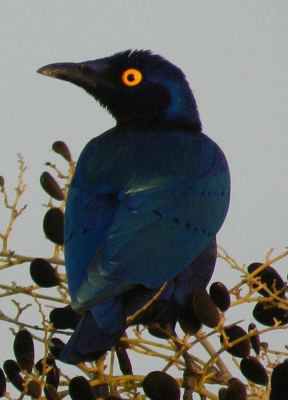 DSCN4459.jpg
