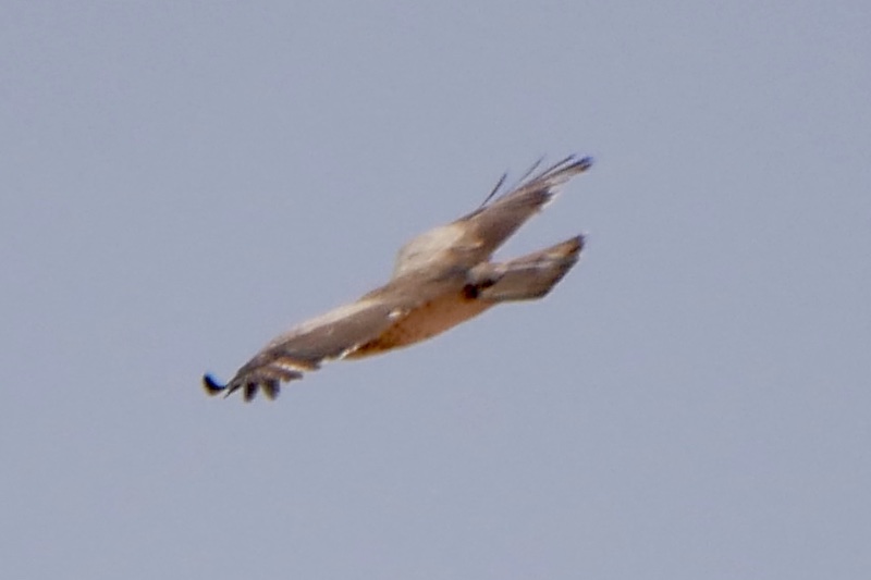 IMG_4254.JPG