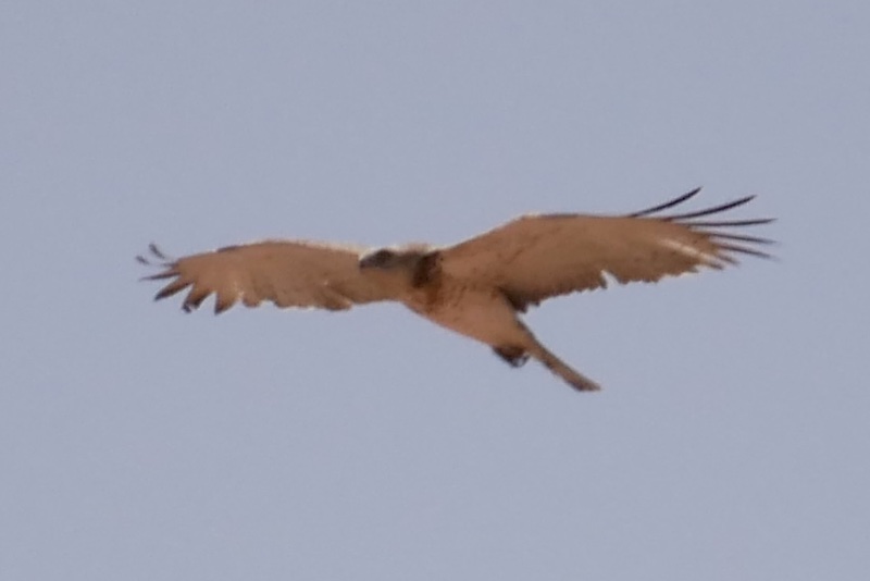 IMG_4260.JPG