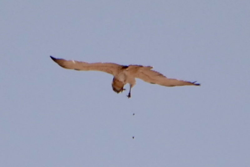 IMG_4255.JPG