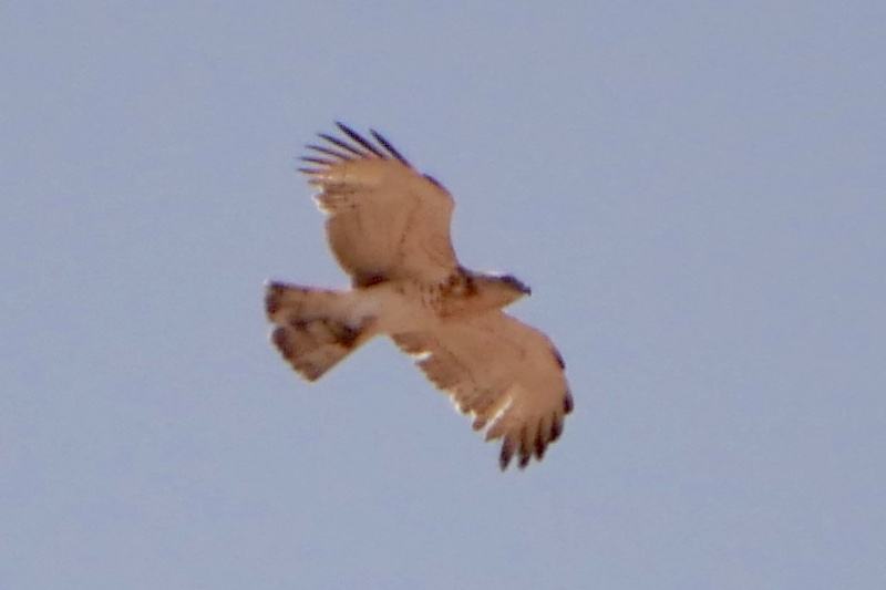 IMG_4258.JPG
