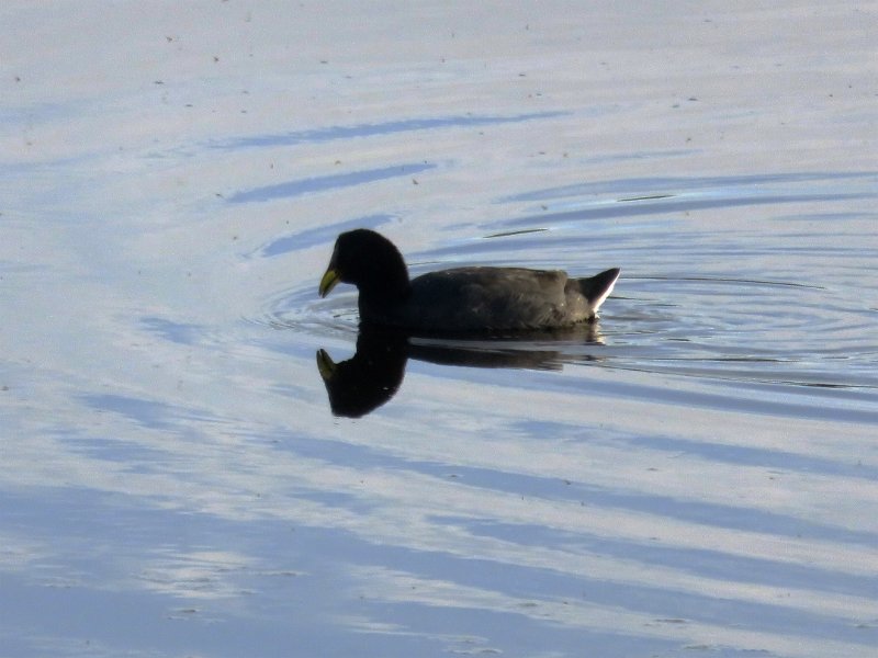 Foulque IMG_3060.jpg