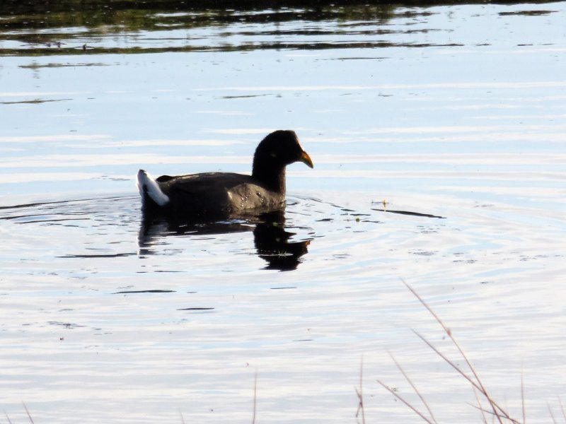 Foulque IMG_3031.jpg