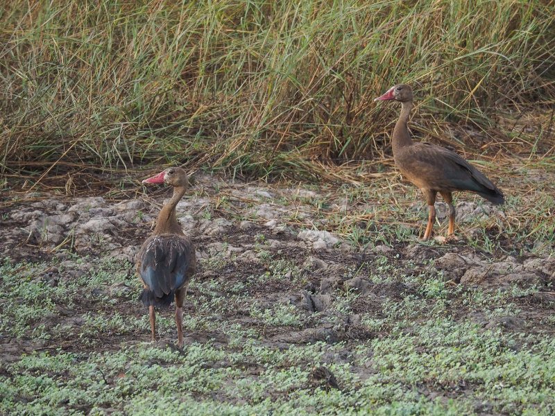 Dendrocygne-fauve.jpg