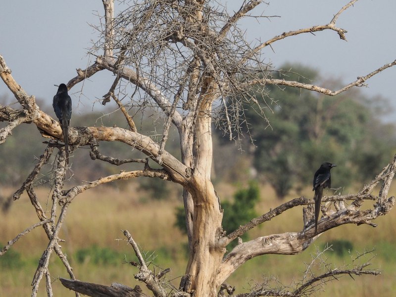 piapiac-africain.jpg