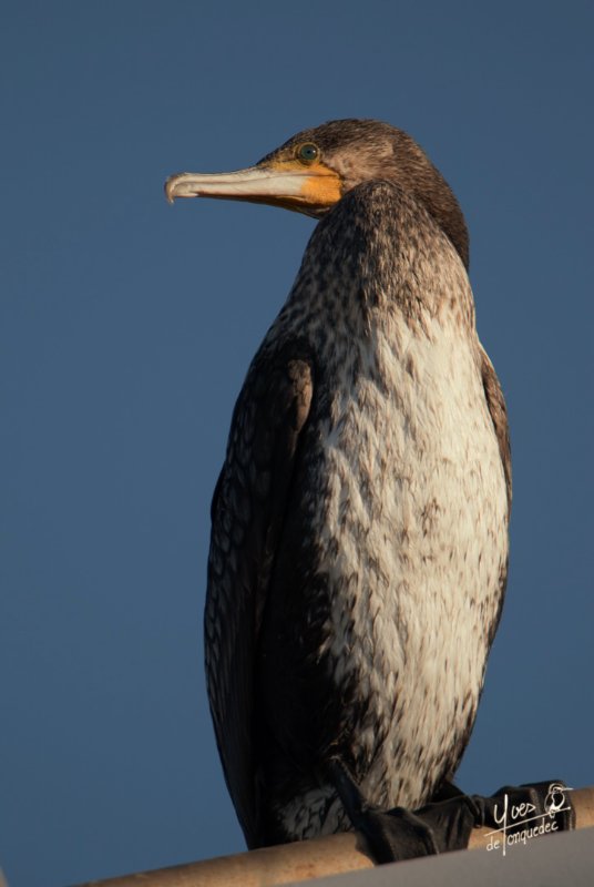 Cormoran de Socotra -   - Sultana d'Oman 01.jpg