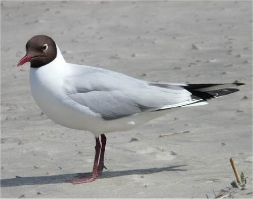 mouette-rieuse.jpg