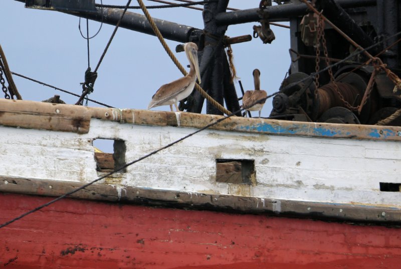 UE8A6217 Pélican t........jpg