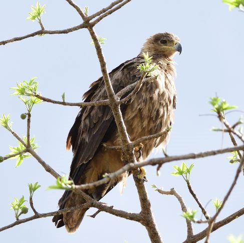 Aigle1.JPG