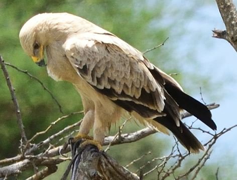 Aigle22.JPG