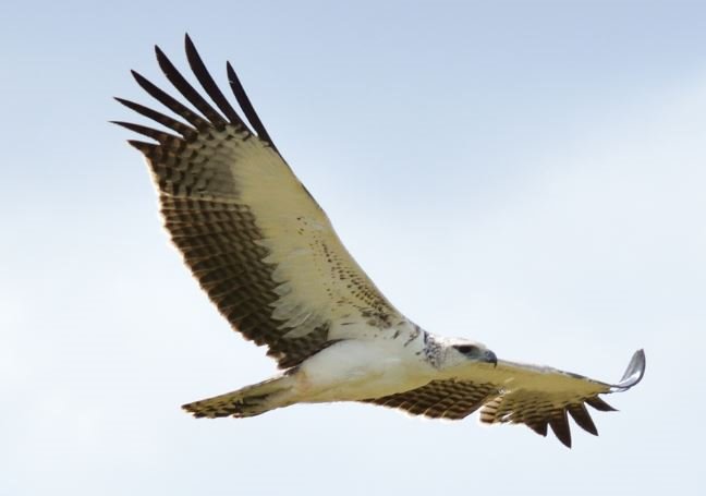 Aigle51.JPG