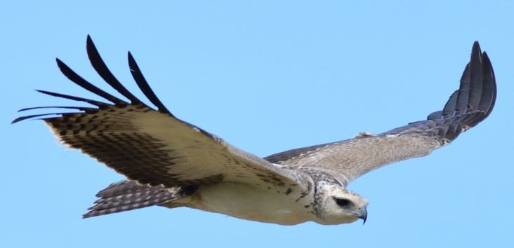 Aigle52.JPG