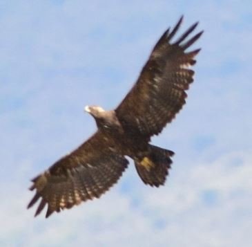 Aigle71.JPG