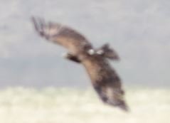 Aigle72.JPG