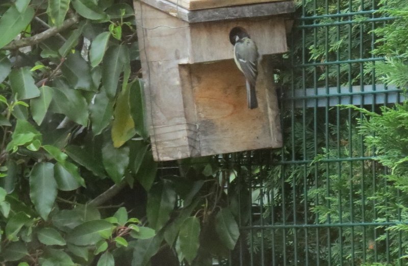 mésange 1.jpg