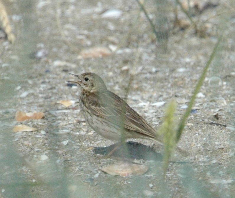 pipit.jpg