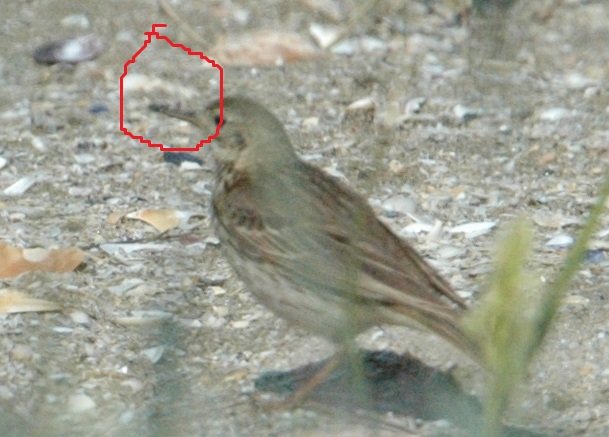 becpipit.jpg