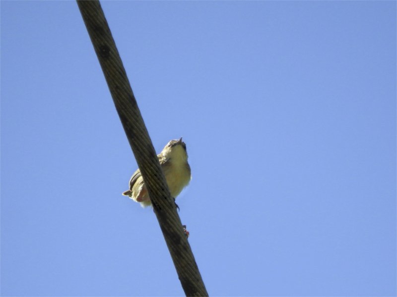 Oiseaux jaune pour forum Oiseaux.net.jpg