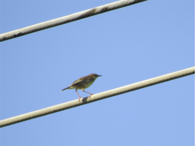 Oiseaux jaune pour forum Oiseaux.net 2.jpg