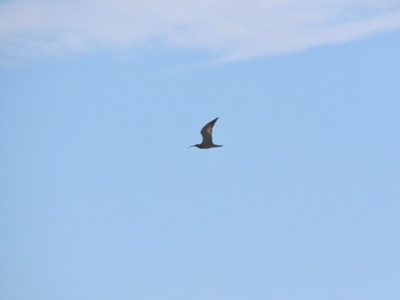 4390279D-EDCB-4DF8-A549-D5067C393E85.jpeg