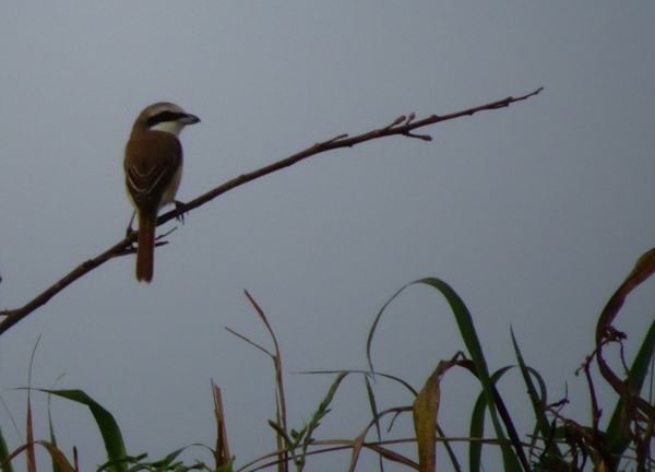 Oiseau lac Cambodge 2.JPG