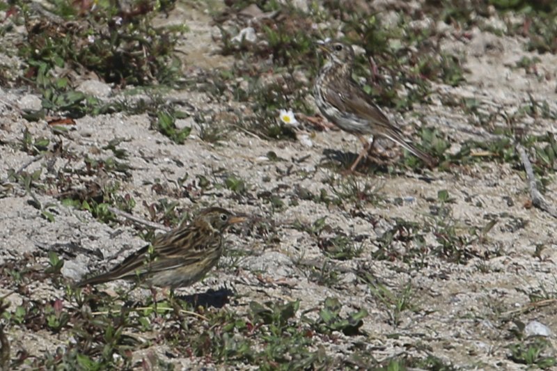 Pipit_HabledAult_20200730_3403.jpg