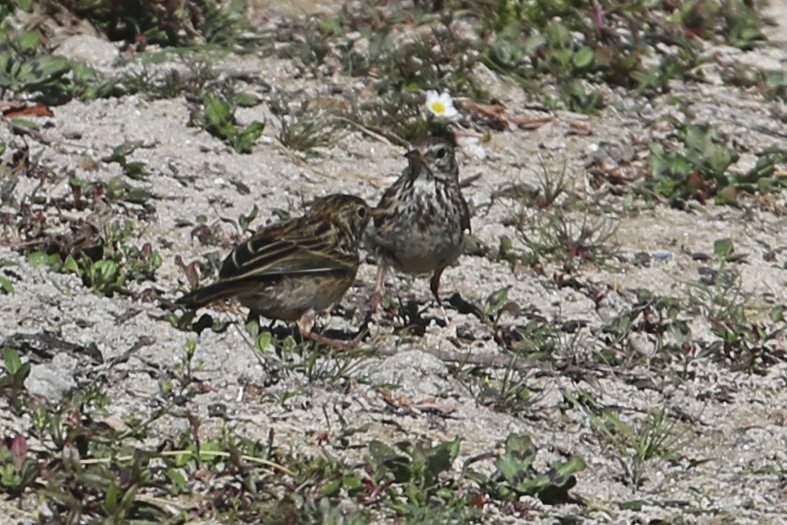 Pipit_HabledAult_20200730_3405.jpg