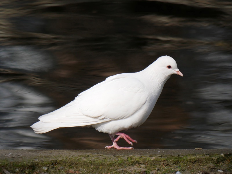 Columba_livia4.jpg