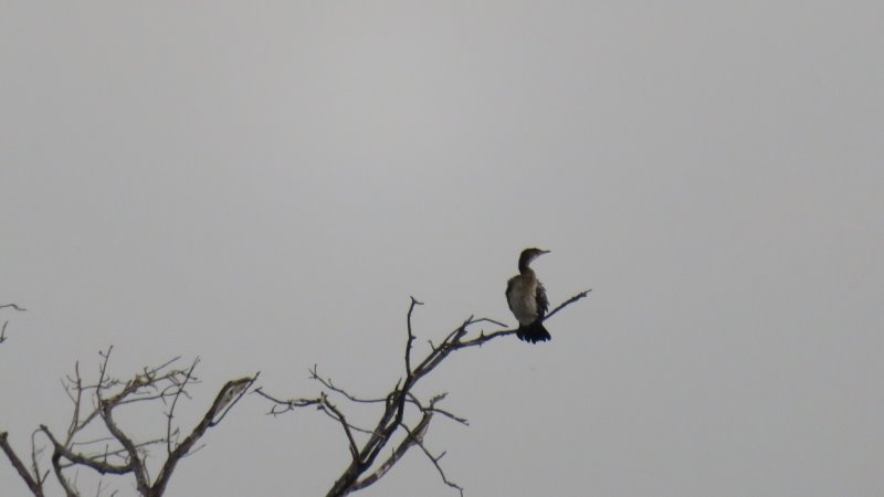 J12 Zambèze 087 - Oiseau (Copier).JPG